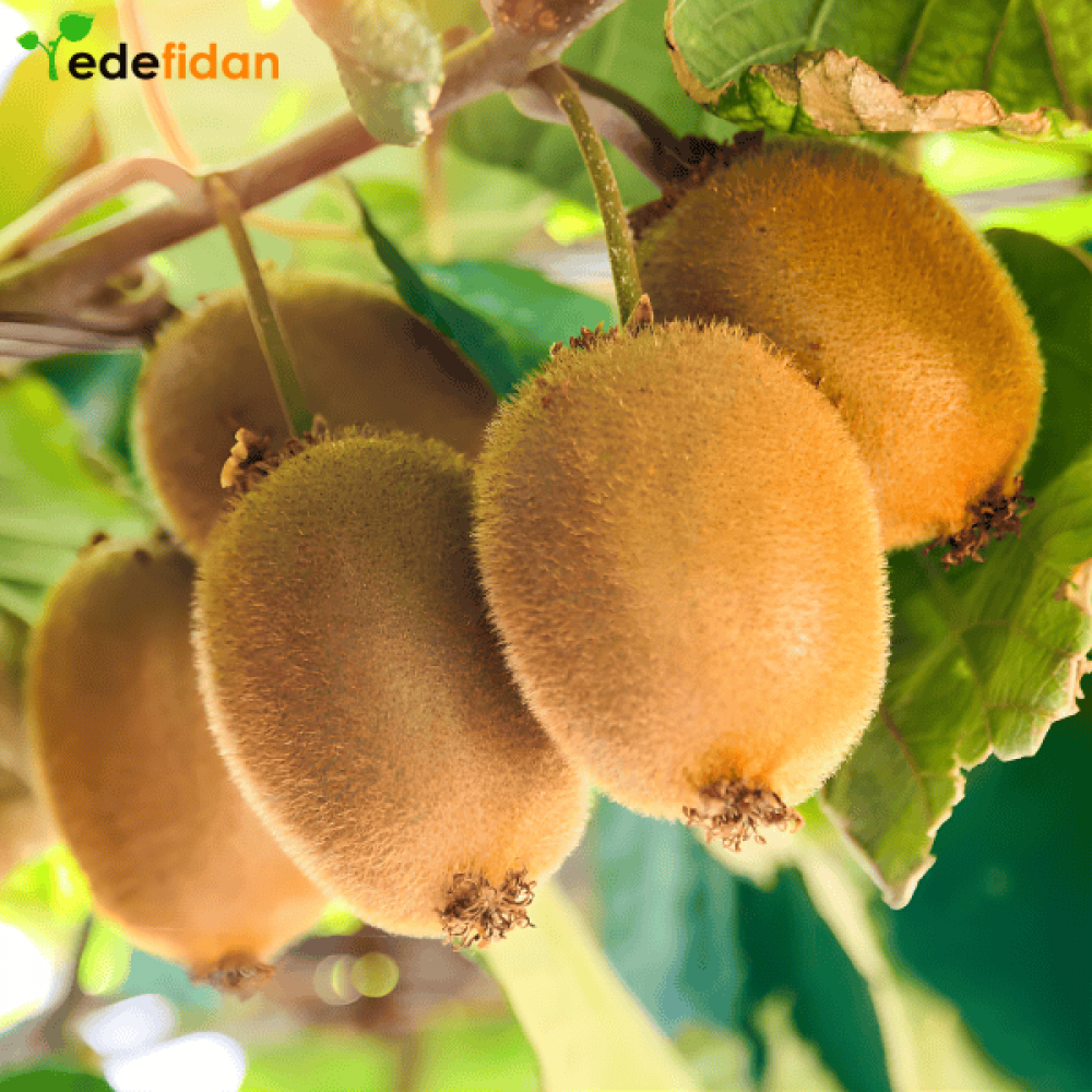 Aşılı Kivi Fidanı